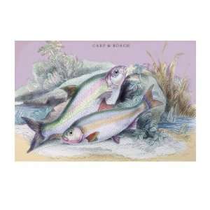    Carp Bream and Roach by Robert Hamilton, 24x32