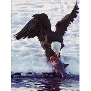  Bald Eagle Pulling a Salmon From the Chilkat River in 