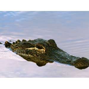  Alligator Lying in Wait for Prey, Ding Darling NWR 