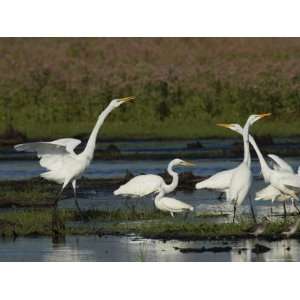  Great Egrets Square Off over Territory Rights, Bombay Hook 