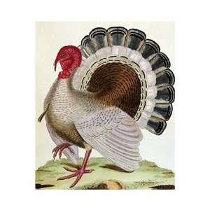  Turkey by Georges Louis Leclerc, Comte de Buffon . Art 