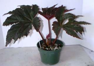 Large, glossy, palmate burgundy leaves on sturdy upright plant. This 