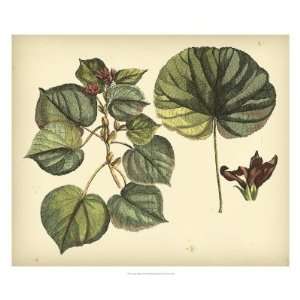  Sir Hans Sloane   Antique Mangrove Tree Giclee