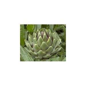   Green Globe Artichoke 15 Seeds   Exotic/Edible Patio, Lawn & Garden
