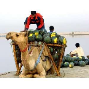  An Indian Farmer Loads His Camel with Watermelons on the 