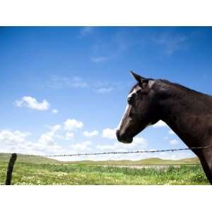  Horse Standing at Barbed Wire Edge of Fence in Grassy 