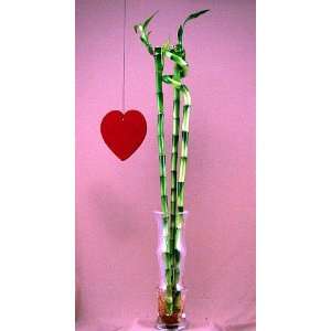   Bamboo Bouquet without Vase   3 Stems Feng Shui Patio, Lawn & Garden