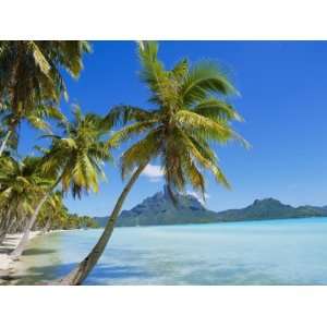 Palm Trees and Beach, Bora Bora, Tahiti, Society Islands, French 
