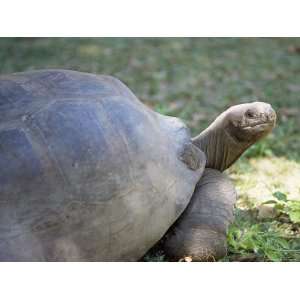  Giant Tortoise, Seychelles, Indian Ocean, Africa Stretched 