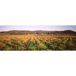 Rows of Vine in a Vineyard, Hopland, California, USA Photographic 