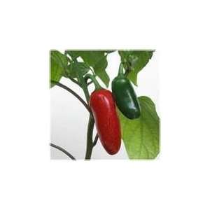  30 Heirloom Mild Jalapeno Pepper Seeds 