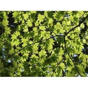 Japanese Maple in Summer Colours, Kussharo Caldera Lake, Akan National 