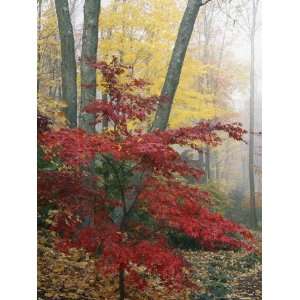 Japanese Maple Leaves in the Fall National Geographic Collection 