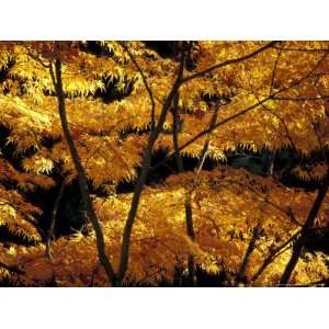 Japanese Maple at University of Washington Arboretum, Seattle 