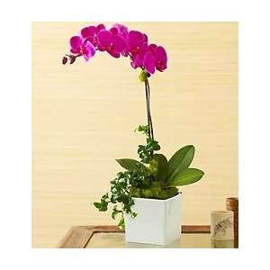 Flowers by 1800Flowers   Magenta Orchid Grocery & Gourmet Food