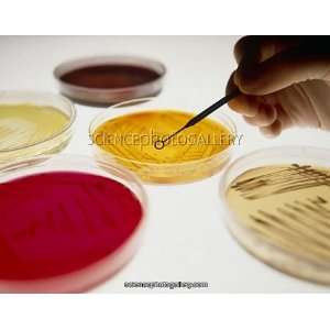 Petri dish bacterial cultures, picking colony Framed Prints