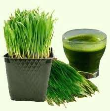 WHEAT GRASS SEEDS 1000+ GREEN JUICE SPRING SEED FRESH  