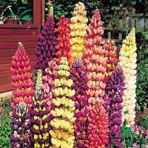 Barrys Garden Store   Tutti Frutti Lupine 20 Seeds  Lupinus  NEW