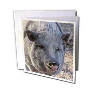  Jackie Popp Nature N Wildlife animals   Pot Belly Pig 