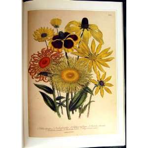  C1991 Ornamental Flowers Rudbeckia Chrysostemma Loudon 