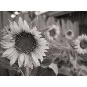  A Black and White Photograph of a Sunflower Stretched 